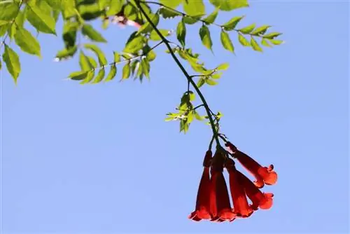 Trompeti lill – Campsis radicans – roniv trompet