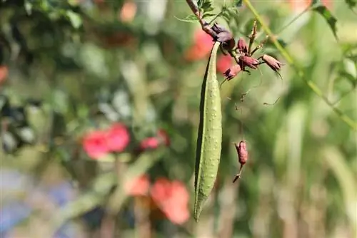 Trompetblomst - Campsis radicans - Klatretrompet