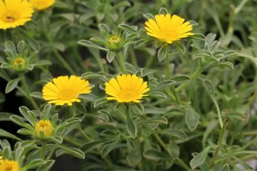 Pallenis maritima - taler de aur - Asteriscus maritimus - monedă de aur - Buphthalmum maritimum