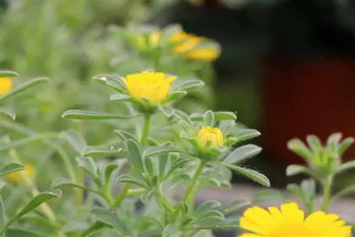 Pallenis maritima - taler de aur - Asteriscus maritimus - monedă de aur - Buphthalmum maritimum