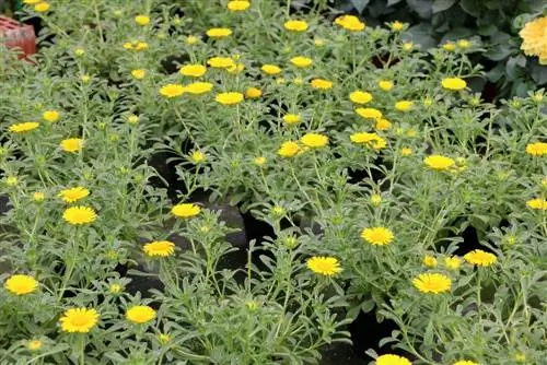 Pallenis maritima - taler de aur - Asteriscus maritimus - monedă de aur - Buphthalmum maritimum