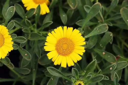 Planta Goldtaler: Cuidados com Pallenis maritima - A flor é resistente?