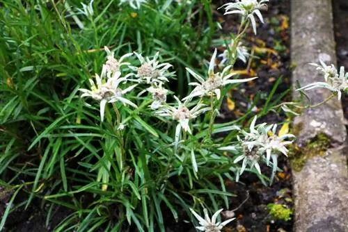 Alpine Edelweiss - Leontopodium