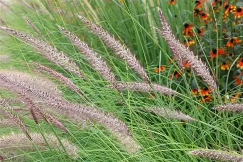 পালক bristle ঘাস - Pennisetum ঘাস