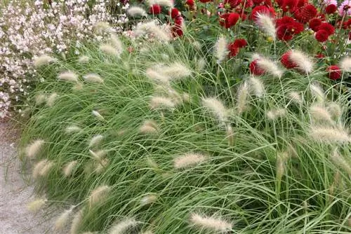 Plunksnų šerių žolė – Pennisetum žolė