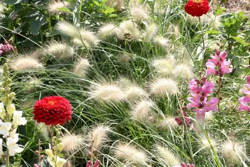 Péřová štětinatá tráva - Pennisetum grass