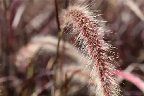 Péřová štětinatá tráva - Pennisetum grass