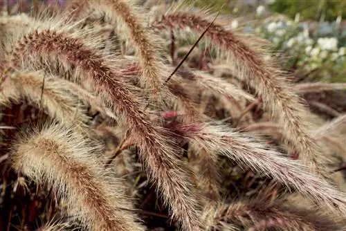 পালক bristle ঘাস - Pennisetum ঘাস