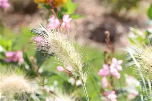 Hierba de cerdas de plumas: corte + instrucciones de cuidado - ¿Es resistente?