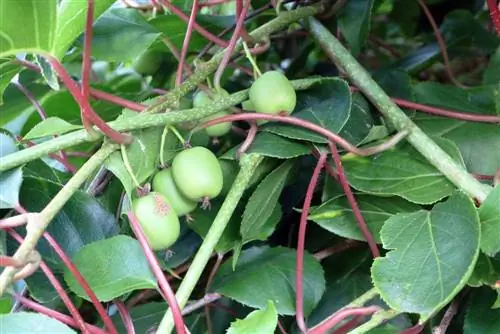 ኪዊ - Actinidia deliciosa