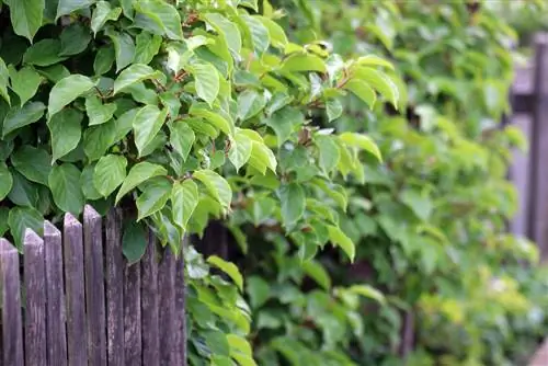 Kiwiplanter hvis blomster er selvbestøvende: 7 kiwivarianter