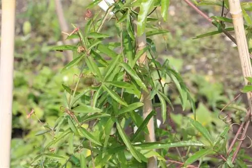 Passiflora caerulea - կրքի ծաղիկ