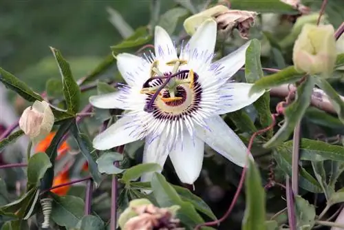 Passiflora caerulea - የፓሲስ አበባ