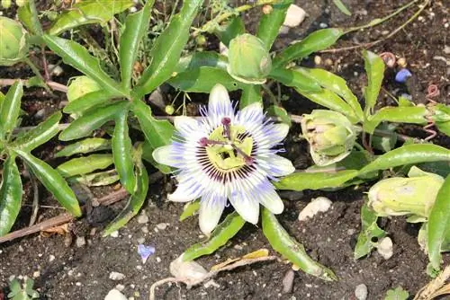 Passiflora caerulea - የፓሲስ አበባ