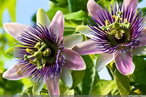 Passiflora caerulea - የፓሲስ አበባ