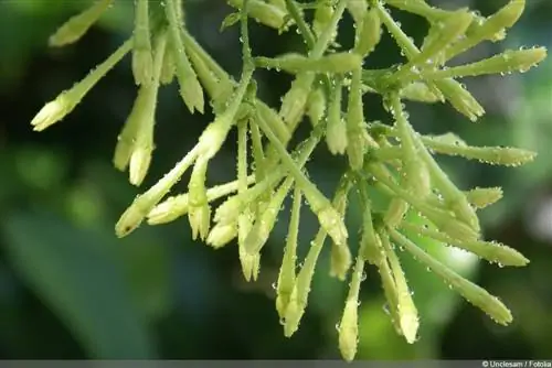 ดอกมะลิกลางคืน - Cestrum nocturnum