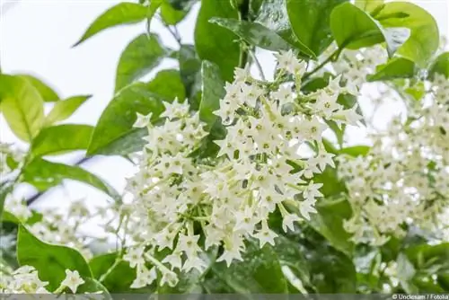 ดอกมะลิกลางคืน - Cestrum nocturnum