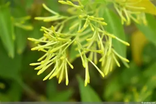 Éjszakai jázmin, Cestrum nocturnum – gondozás és áttelelés