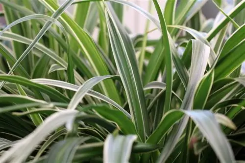 Spider plant - Chlorophytum comosum