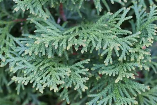 Den optimale hekken: arborvitae, barlind og falsk sypress er egnet