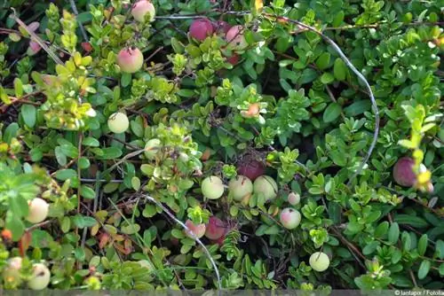 Plantera tranbär - omogna