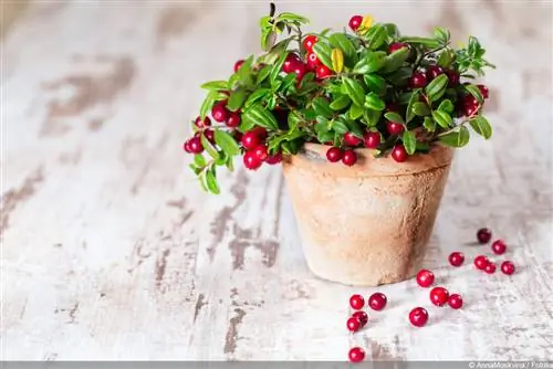 Plantera tranbär: plats, skötsel, styckning och skörd