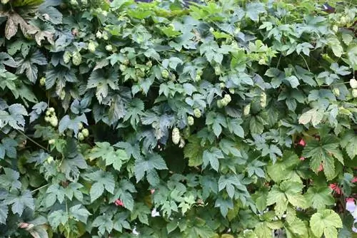 Hops - humulus