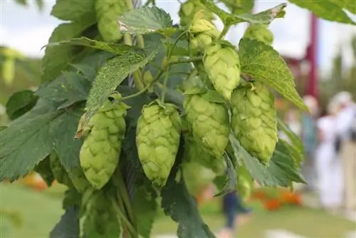 Hops - humulus