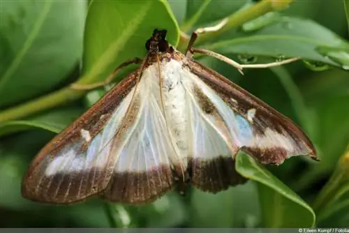 Boxwood borer