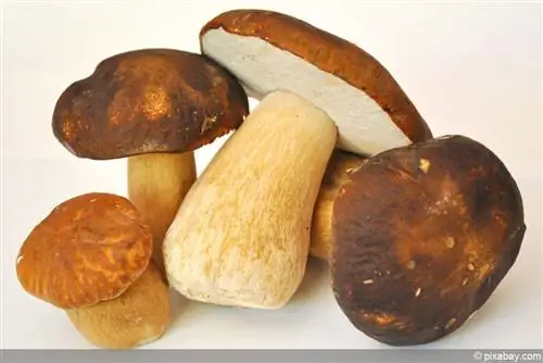 Porcini-svampar