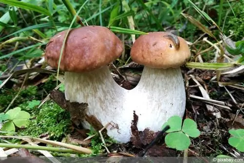 Cogumelos porcini