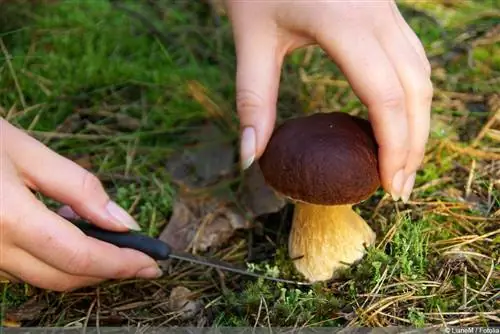 Colete cogumelos porcini