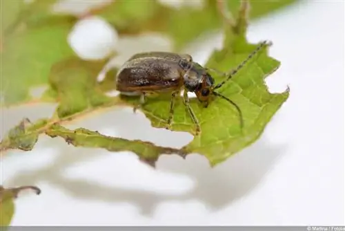 Fight snowball leaf beetles and their larvae naturally