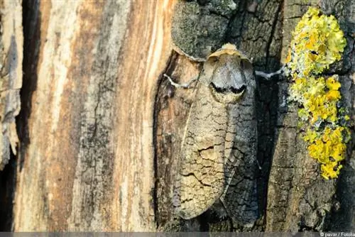 Broca do salgueiro - Cossus cossus