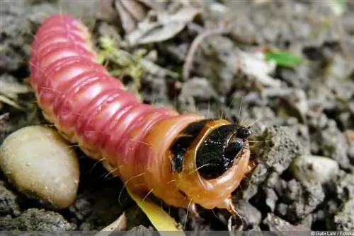 Labanan ang mga willow borers: pinsala at mga remedyo - Nakakalason ba ang uod?