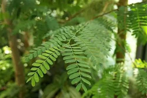 Tamarind - Tamarindus indica