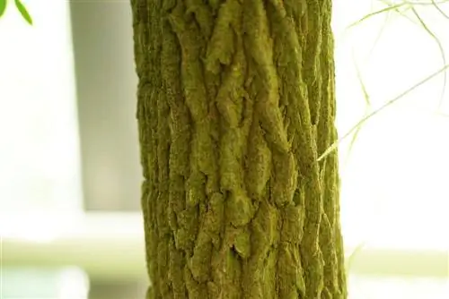 Tamarind - Tamarindus indica