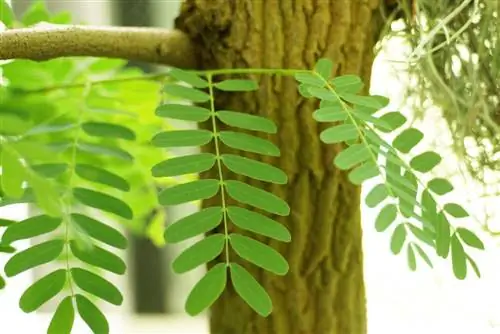 Tamarind, Tamarindus indica: cultivation and care - Tamarind tree