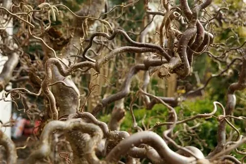 Cutting corkscrew hazelnut - Properly rejuvenate corkscrew hazel