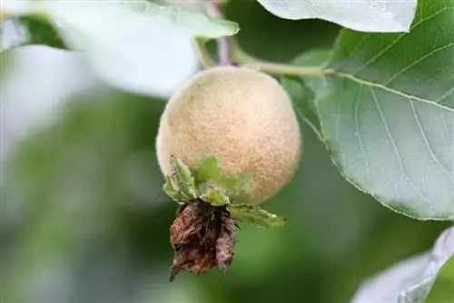 Quince - Cydonia oblonga - unripe