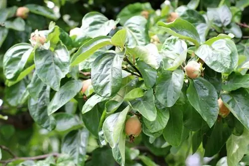 Colheita do marmelo: quando os marmelos estão prontos para a colheita? - A melhor época de colheita