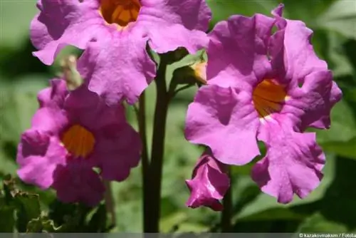 flowering fern - Incarvillea delavayi - garden gloxinia