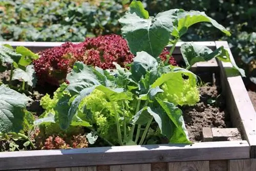 Bord de pat din lemn: chenar de pat în pat de legume - 5 idei