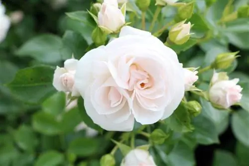 Criando um canteiro de rosas: fácil de cuidar com rosas, perenes e pedras