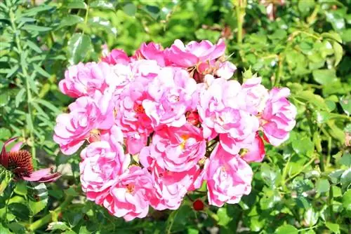 Rosas em vasos: cuidando das rosas em vasos - Repot rosas corretamente