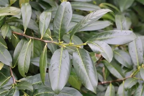 Dafina e qershisë - Prunus laurocerasus