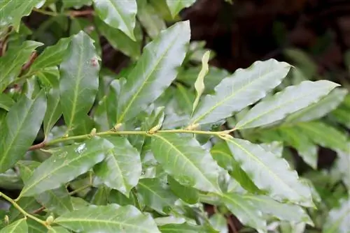 laurel ceri - Prunus laurocerasus