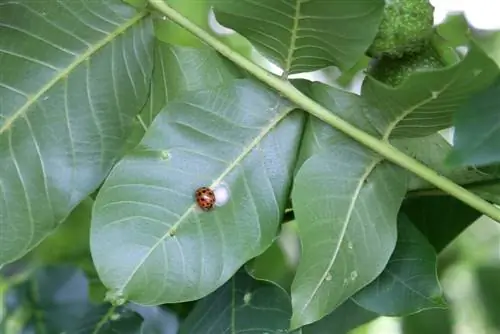 Lieveheersbeestje van de notenboom