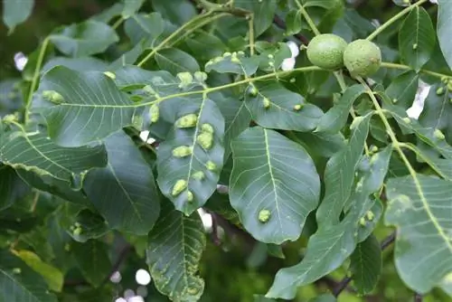 درخت گردو: با ۷ بیماری و آفت رایج مبارزه کنید