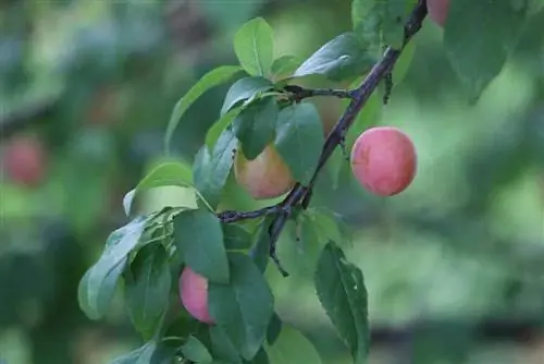 Mirabelle gavalı - Prunus domestica